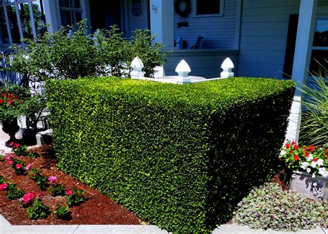 shrubs to hide electrical box|shrubs to hide air conditioners.